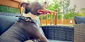 Name Pitt Bull Terrier Dog Marshall