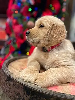 Name Golden Retriever Dog Sampson