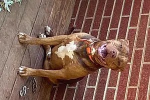 Pitt Bull Terrier Dog Titan