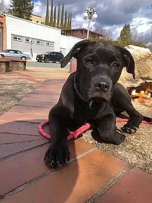 Name Labrador Retriever Dog Dahlia