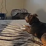 Dog, Comfort, Television, Dog breed, Carnivore, Wood, Grey, Fawn, Liver, Companion dog, Hardwood, Tints And Shades, Snout, Working Animal, Whiskers, Canidae, Linens