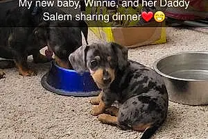 Name Dachshund Dog Winnie