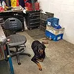 Dog, Carnivore, Dog breed, Wood, Luggage And Bags, Gas, Hardwood, Companion dog, Table, Bag, Chair, Desk, Working Animal, Backpack, Room, Machine, Sitting