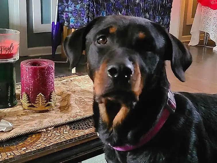 Dog, Furniture, Carnivore, Dog breed, Purple, Collar, Table, Companion dog, Picture Frame, Rottweiler, Chair, Snout, Event, Working Animal, Furry friends, Room, Canidae, Dog Collar