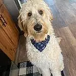 Dog, Dog breed, Carnivore, Water Dog, Companion dog, Wood, Toy Dog, Snout, Small Terrier, Terrier, Dog Collar, Working Animal, Poodle, Canidae, Labradoodle, Hardwood, Dog Supply, Furry friends