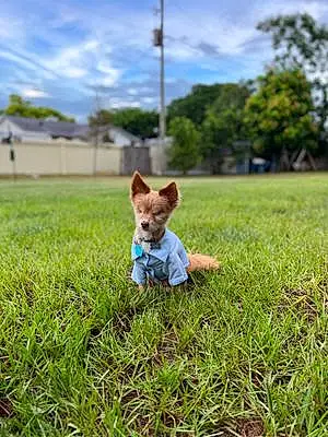 Chihuahua Dog Duke