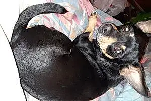 Name Chihuahua Dog Samson