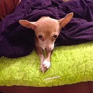 Name Chihuahua Dog Chloe