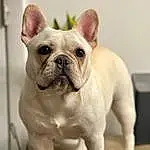 Dog, Bulldog, Dog breed, Carnivore, Ear, Companion dog, Fawn, Whiskers, Snout, Wrinkle, Working Animal, Toy Dog, Canidae, Terrestrial Animal, Non-sporting Group