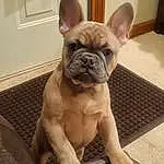 Dog, Bulldog, Dog breed, Carnivore, Ear, Fawn, Companion dog, Working Animal, Wrinkle, Whiskers, Toy Dog, Snout, Canidae, Terrestrial Animal, French Bulldog, Comfort, Non-sporting Group, Molosser