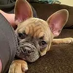 Dog, Bulldog, Dog breed, Carnivore, Comfort, Ear, Whiskers, Companion dog, Fawn, Wrinkle, Working Animal, Toy Dog, Snout, Terrestrial Animal, Close-up, French Bulldog, Canidae