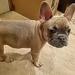Dog, Bulldog, Dog breed, Carnivore, Ear, Companion dog, Fawn, Whiskers, Wrinkle, Terrestrial Animal, Snout, Working Animal, Toy Dog, Canidae, Non-sporting Group, Biting, Comfort, Toy