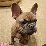 Head, Dog, Bulldog, Eyes, Carnivore, Dog breed, Ear, Companion dog, Fawn, Whiskers, Wrinkle, Working Animal, Snout, Toy Dog, Terrestrial Animal, Canidae, French Bulldog, Furry friends