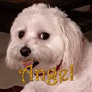 Name Dog Angel