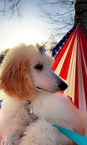 Poodle Dog Pearl
