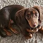 Brown, Dog, Dog breed, Carnivore, Liver, Fawn, Companion dog, Snout, Working Animal, Terrestrial Animal, Wood, Canidae, Gun Dog, Hunting Dog, Whiskers, Furry friends