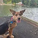 Water, Dog, Carnivore, Dog breed, Collar, Wood, Fawn, Tree, Companion dog, Working Animal, Snout, Plant, Tail, Pet Supply, Sky, Leash, Dog Collar, Fun, Terrier, Road Surface