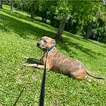 Dog, Plant, Collar, Tree, Carnivore, Grass, Pet Supply, Dog breed, Fawn, Companion dog, Dog Collar, Leash, Snout, Tail, Dog Supply, Working Animal, Lawn, Terrestrial Animal, Groundcover, Grassland