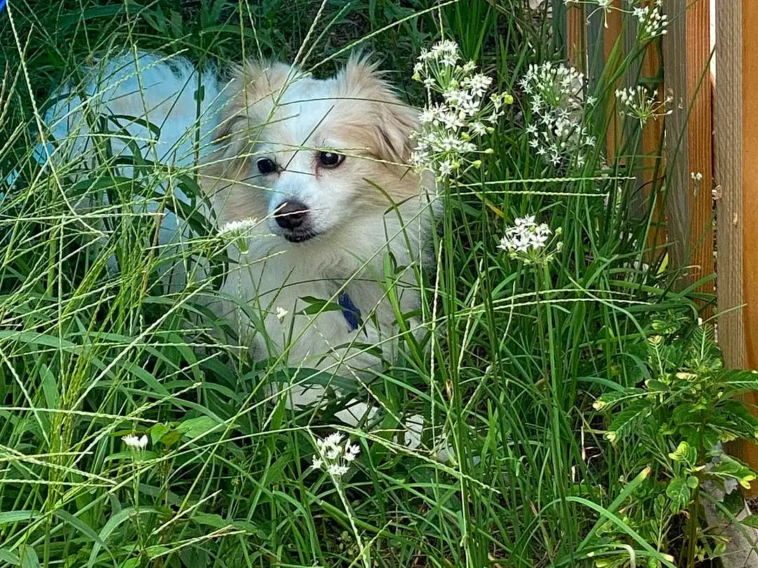 Plant, Flower, Dog, Carnivore, Dog breed, Grass, Fawn, Companion dog, Toy Dog, Terrier, Shrub, Small Terrier, Garden, Canidae, Home Fencing, Cockapoo, Herbaceous Plant, Yard, Maltepoo