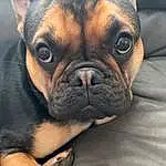 Dog, Bulldog, Carnivore, Dog breed, Ear, Whiskers, Companion dog, Fawn, Wrinkle, Terrestrial Animal, Comfort, Snout, Close-up, Bored, Canidae, Toy Dog, French Bulldog, Sky, Molosser
