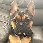 Dog, Carnivore, Dog breed, Ear, Comfort, Companion dog, Fawn, Working Animal, Snout, Toy Dog, Wrinkle, Canidae, Elbow, Liver, Eyewear, Pug, Non-sporting Group, Human Leg