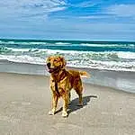 Cloud, Water, Sky, Dog, Blue, Beach, Carnivore, Dog breed, Fawn, Companion dog, Landscape, Collar, Horizon, Ball, Wood, Sand, Ocean, Leisure, Tail