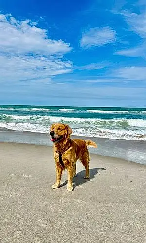 Golden Retriever Dog Dexter