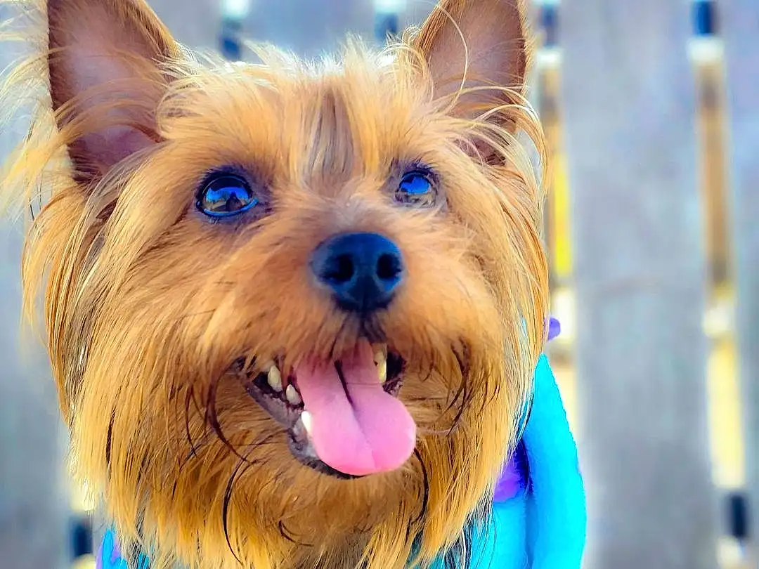 Dog, Dog breed, Blue, Carnivore, Companion dog, Fawn, Dog Supply, Snout, Electric Blue, Toy Dog, Furry friends, Small Terrier, Canidae, Australian Terrier, Liver, Yorkshire Terrier, Whiskers, Terrier, Working Animal