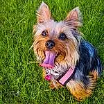 Dog, Dog breed, Carnivore, Companion dog, Grass, Fawn, Dog Supply, Snout, Toy Dog, Collar, Liver, Terrier, Canidae, Yorkshire Terrier, Holiday, Biewer Terrier, Working Animal, Small Terrier, Whiskers