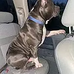 Dog, Car, Carnivore, Vroom Vroom, Vehicle, Car Seat Cover, Vehicle Door, Dog breed, Car Seat, Auto Part, Companion dog, Family Car, Liver, Personal Luxury Car, Fixture, Comfort, Luxury Vehicle, Automotive Exterior, Canidae, Mid-size Car