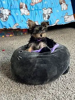Name Yorkshire Terrier Dog Zola