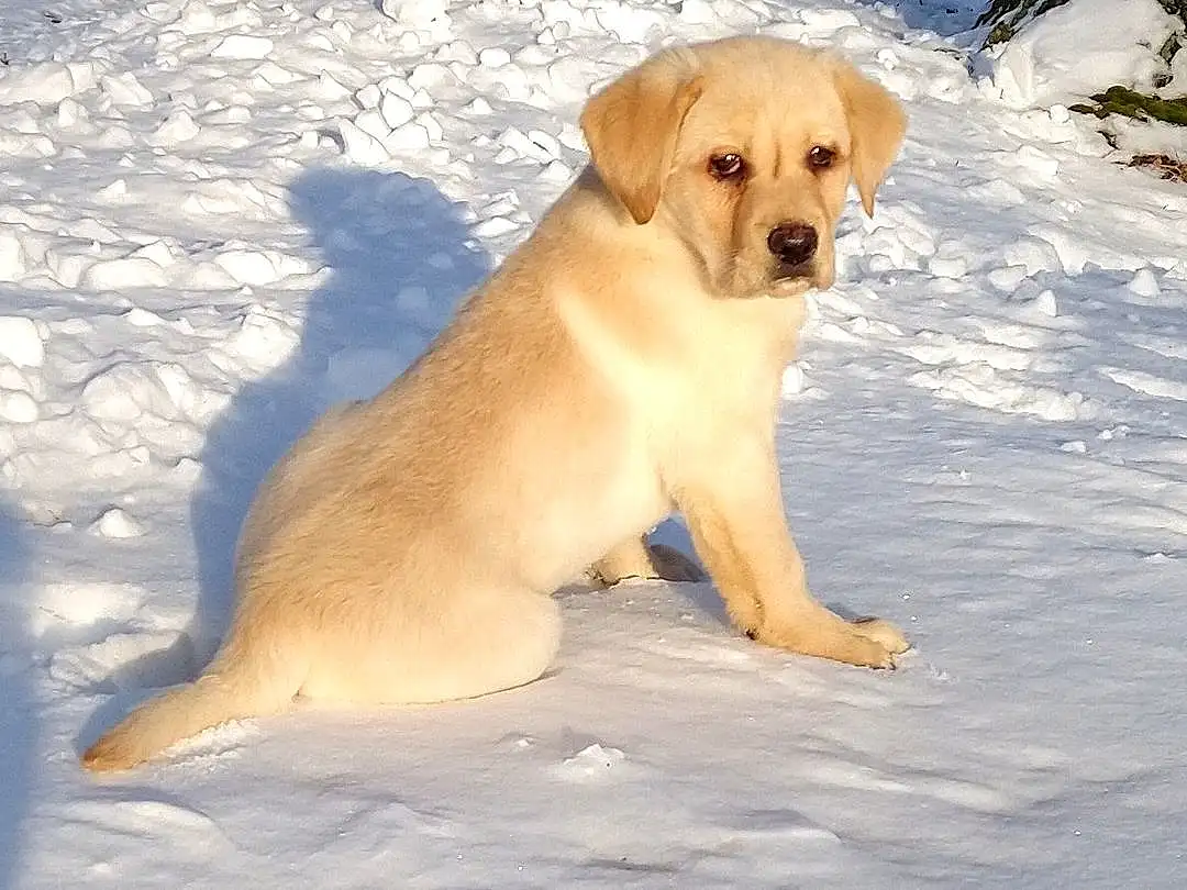 Dog, Snow, Carnivore, Fawn, Companion dog, Retriever, Winter, Gun Dog, Tail, Dog breed, Freezing, Tree, Hunting Dog, Working Dog
