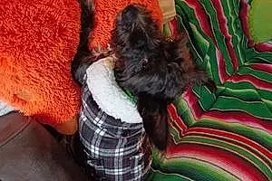 Scottish Terrier Dog Sally