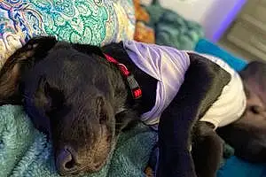 Name Labrador Retriever Dog Vader