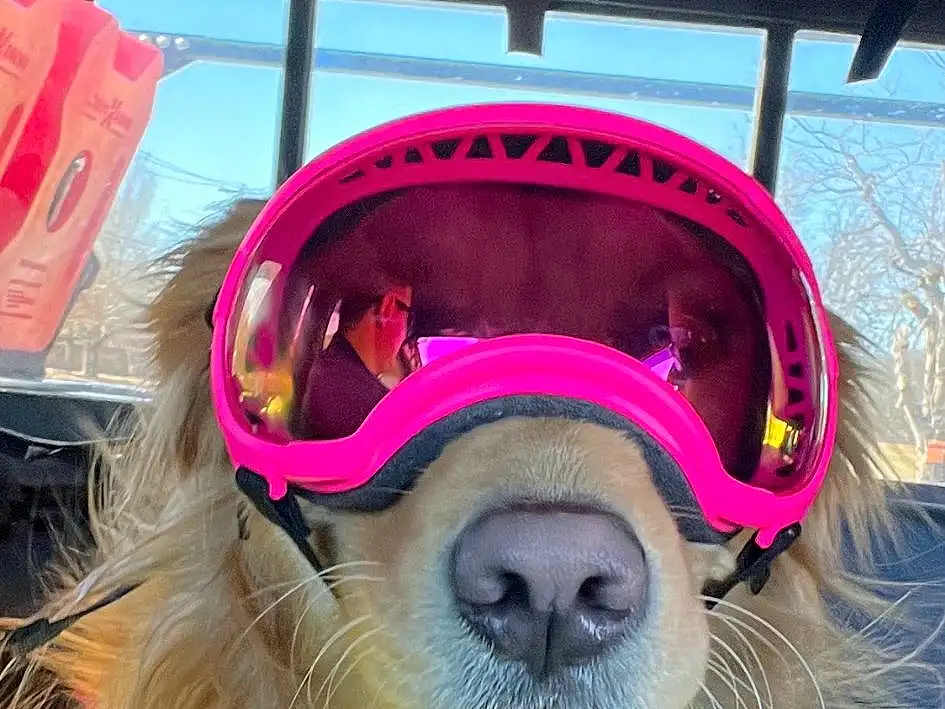 Dog, Carnivore, Dog breed, Smile, Snout, Companion dog, Working Animal, Happy, Magenta, Furry friends, Fun, Personal Protective Equipment, Recreation, Leisure, Humour, Eyewear, Helmet, Canidae