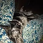 Dog, Carnivore, Comfort, Dog breed, Grey, Companion dog, Couch, Working Animal, Linens, Human Leg, Pattern, Furry friends, Whiskers, Canidae, Tail, Room, Guard Dog, Paw, Terrestrial Animal