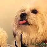 Dog, Carnivore, Dog breed, Working Animal, Companion dog, Toy Dog, Snout, Furry friends, Canidae, Dog Supply, Mal-shi, Shih Tzu, Shih-poo, Small Terrier, Maltepoo, Non-sporting Group, Natural Material