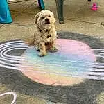 Dog, Road Surface, Asphalt, Carnivore, Dog Supply, Toy Dog, Companion dog, Sidewalk, Small Terrier, Dog breed, Tar, Terrier, Concrete, Working Animal, Circle, Poodle Crossbreed, Furry friends, Non-sporting Group, Driveway