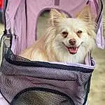 Dog, White, Carnivore, Dog Supply, Dog breed, Pet Supply, Smile, Fawn, Companion dog, Collar, Snout, Furry friends, Basket, Fashion Accessory, Whiskers, Mesh, Canidae, Fang, Sitting