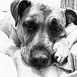 Dog, White, Black, Carnivore, Comfort, Jaw, Working Animal, Dog breed, Ear, Gesture, Black-and-white, Grey, Style, Fawn, Whiskers, Companion dog, Black & White, Monochrome, Snout, Wrinkle
