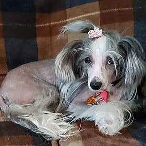 Chinese Crested Dog Meili