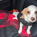 Dog, Mouth, Carnivore, Comfort, Companion dog, Car Seat, Dog breed, Lap, Carmine, Seat Belt, Auto Part, Furry friends, Fashion Accessory, Toy, Car Seat Cover, Bag, Baby Products, Stuffed Toy, Baby Carriage, Canidae