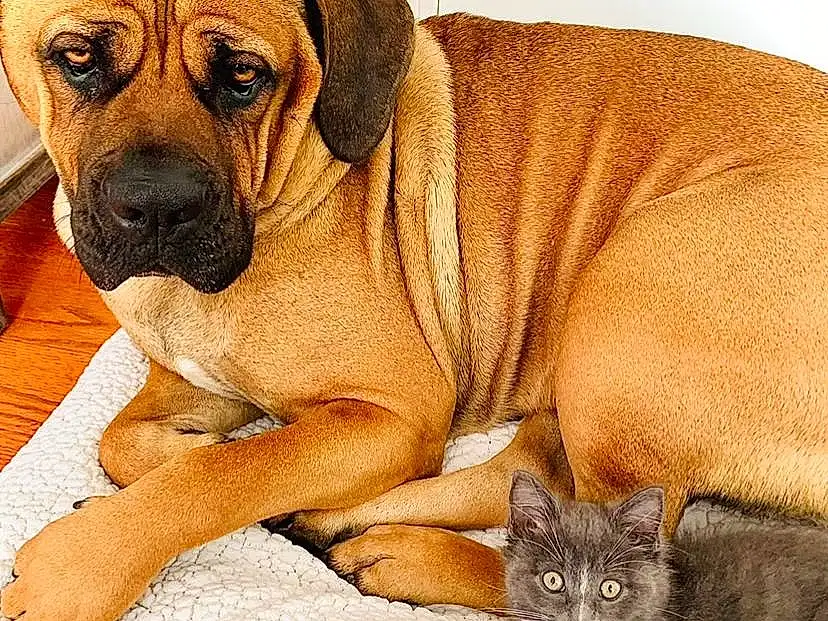 Dog, Cat, Carnivore, Dog breed, Fawn, Small To Medium-sized Cats, Companion dog, Felidae, Snout, Comfort, Terrestrial Animal, Wrinkle, Whiskers, Molosser, Art, Working Animal, Canidae, Internet Meme, Working Dog, Paw