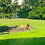 Dog, Plant, Dog breed, Carnivore, Natural Landscape, Tree, Land Lot, Grass, Fawn, Grassland, Shade, Groundcover, Companion dog, Landscape, Tints And Shades, Meadow, People In Nature, Shrub, Lawn, Recreation
