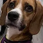 Dog, Dog breed, Carnivore, Collar, Companion dog, Pet Supply, Dog Collar, Snout, Working Animal, Whiskers, Dog Supply, Leash, Furry friends, Beaglier, Canidae, Scent Hound, Beagle