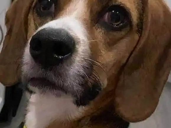 Dog, Dog breed, Carnivore, Collar, Companion dog, Pet Supply, Dog Collar, Snout, Working Animal, Whiskers, Dog Supply, Leash, Furry friends, Beaglier, Canidae, Scent Hound, Beagle