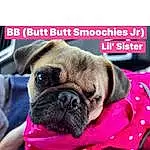Dog, Pug, Dog breed, Carnivore, Pink, Companion dog, Fawn, Wrinkle, Snout, Magenta, Toy Dog, Canidae, Working Animal, Terrestrial Animal, Photo Caption, Font, Puppy, Furry friends, Non-sporting Group
