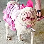 Dog, Photograph, White, Dog breed, Carnivore, Dog Supply, Pink, Collar, Dog Clothes, Companion dog, Fawn, Bulldog, Snout, Wrinkle, Dog Collar, Leash, Toy Dog, Eyewear