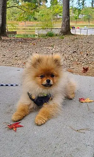 Name Pomeranian Dog Teddy
