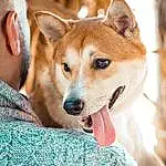 Dog, Dog breed, Carnivore, Whiskers, Companion dog, Fawn, Snout, Canidae, Spitz, Furry friends, Canis, Working Animal, Terrestrial Animal, Non-sporting Group, Puppy, Ancient Dog Breeds, Pattern, Working Dog